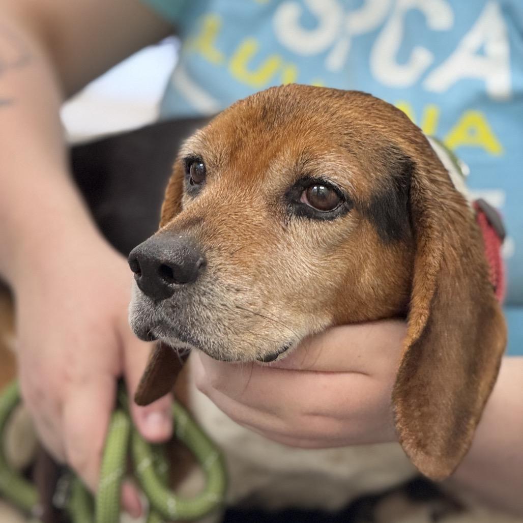 Enlarge Jerrold, a Adoptable mixed breed in Troy, VA image 2/6