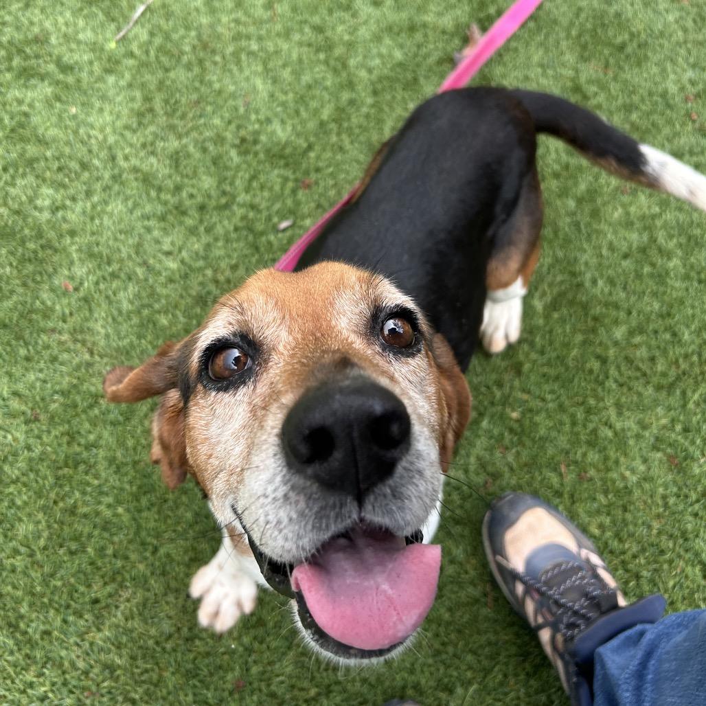 Enlarge Jerrold, a Adoptable mixed breed in Troy, VA image 3/6