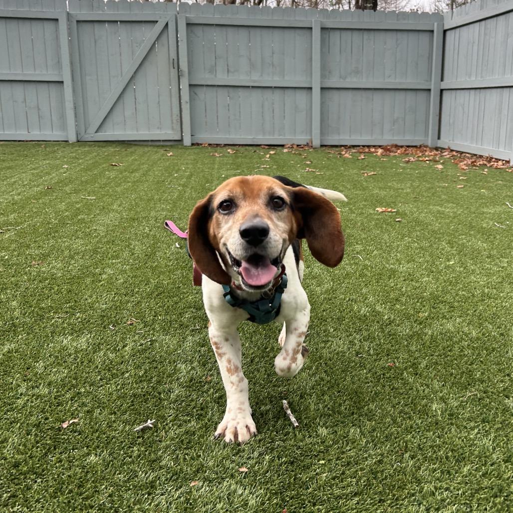 Enlarge Jerrold, a Adoptable mixed breed in Troy, VA image 4/6