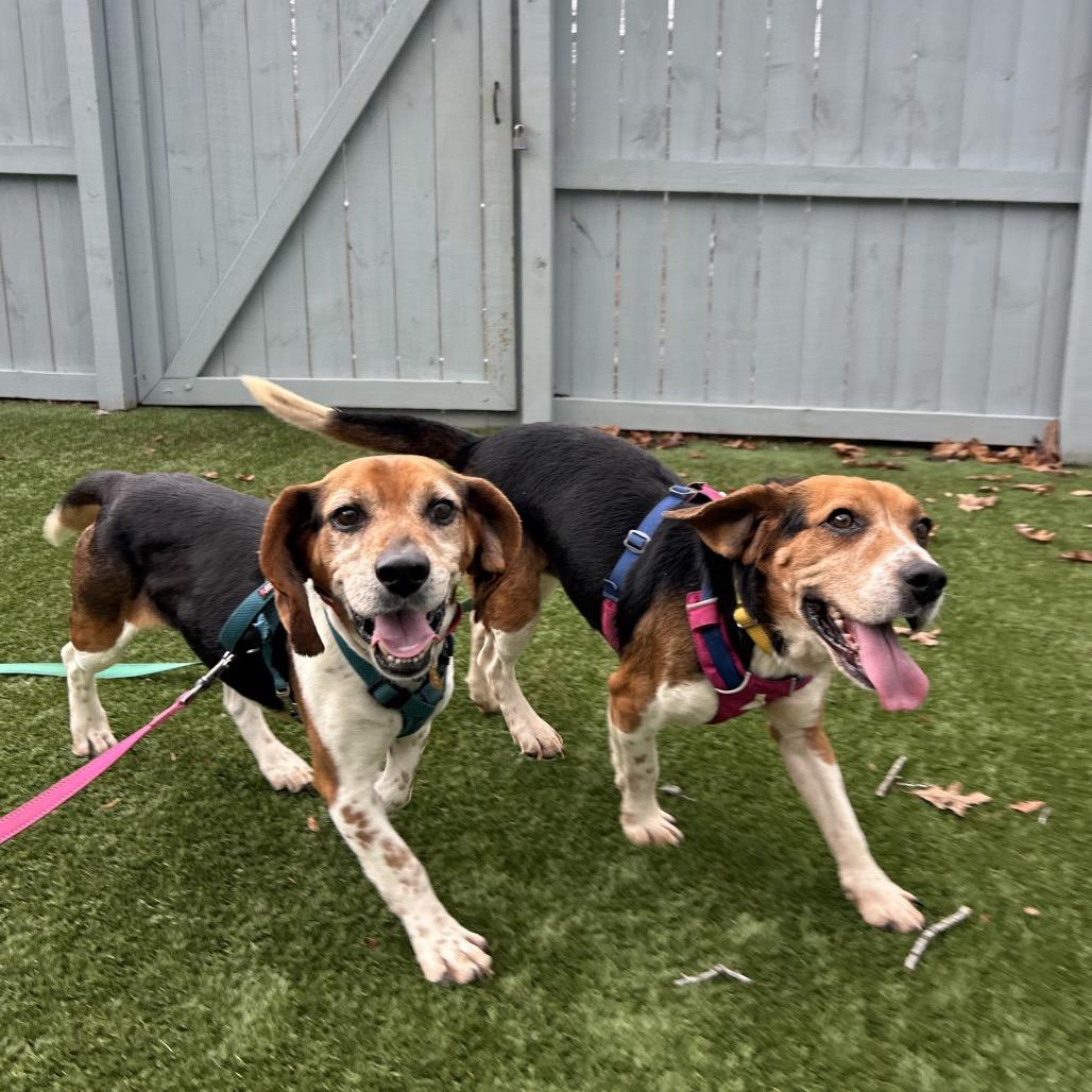 Enlarge Jerrold, a Adoptable mixed breed in Troy, VA image 5/6