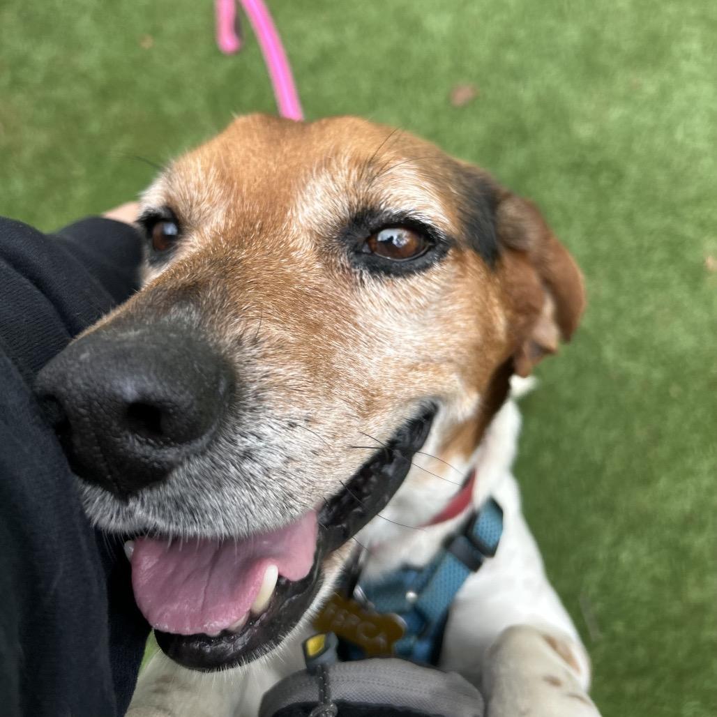 Enlarge Jerrold, a Adoptable mixed breed in Troy, VA image 6/6