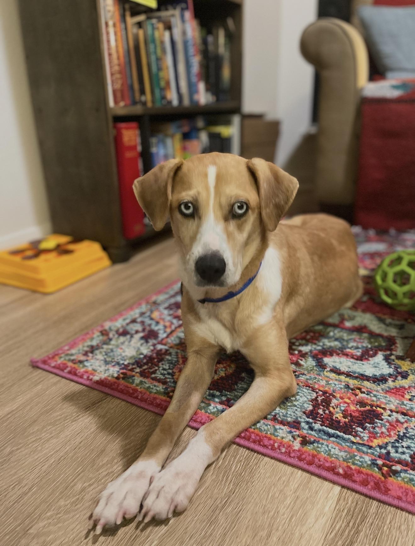 Zylah, an adopted mixed breed in New Orleans, LA image 1/6