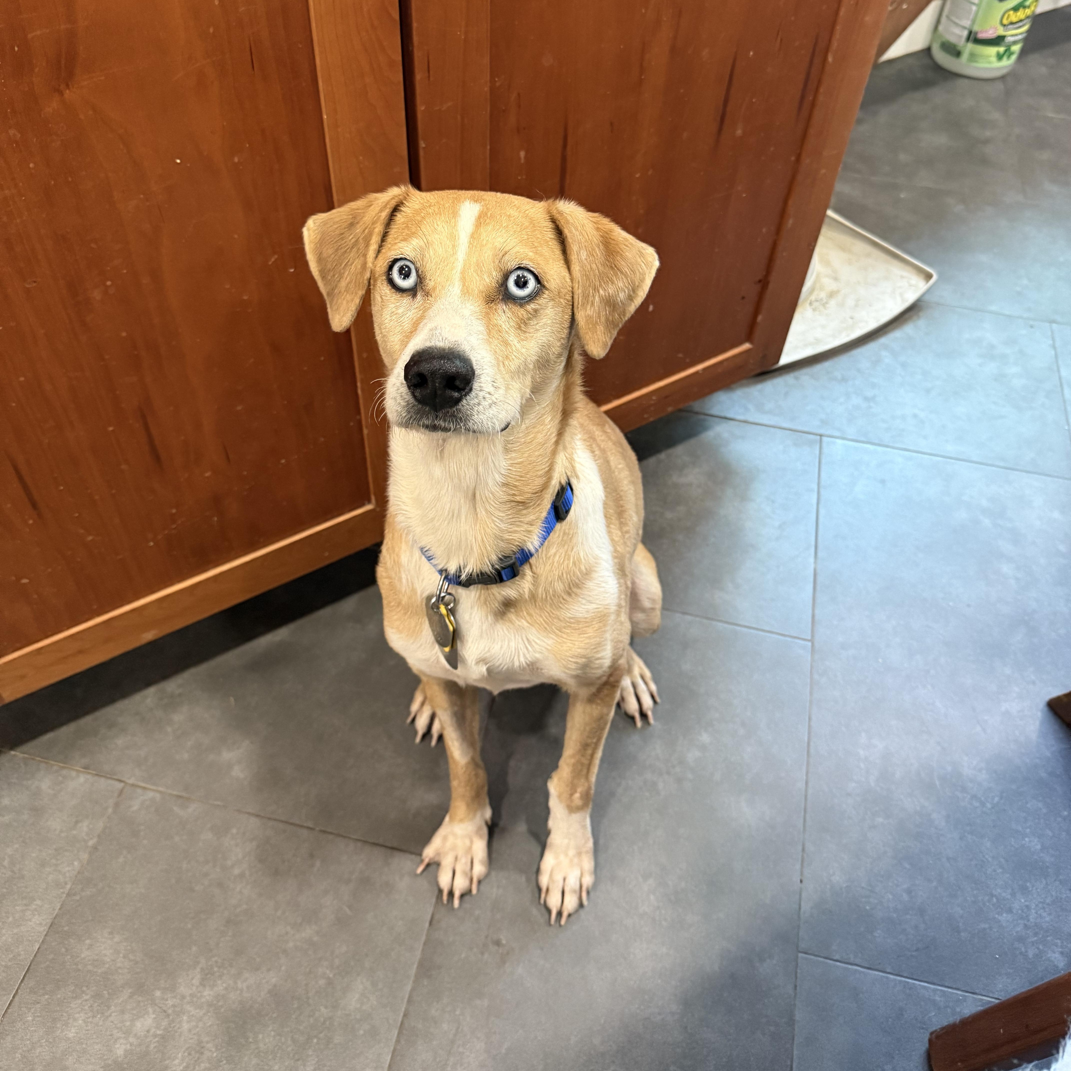Zylah, an adopted mixed breed in New Orleans, LA image 3/6