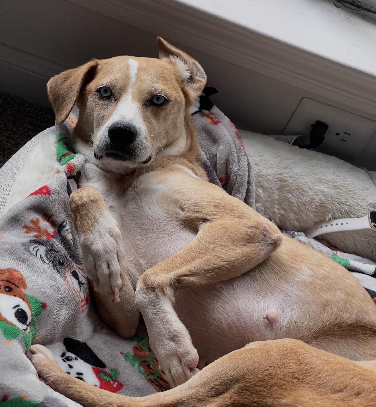 Zylah, an adopted mixed breed in New Orleans, LA image 2/6