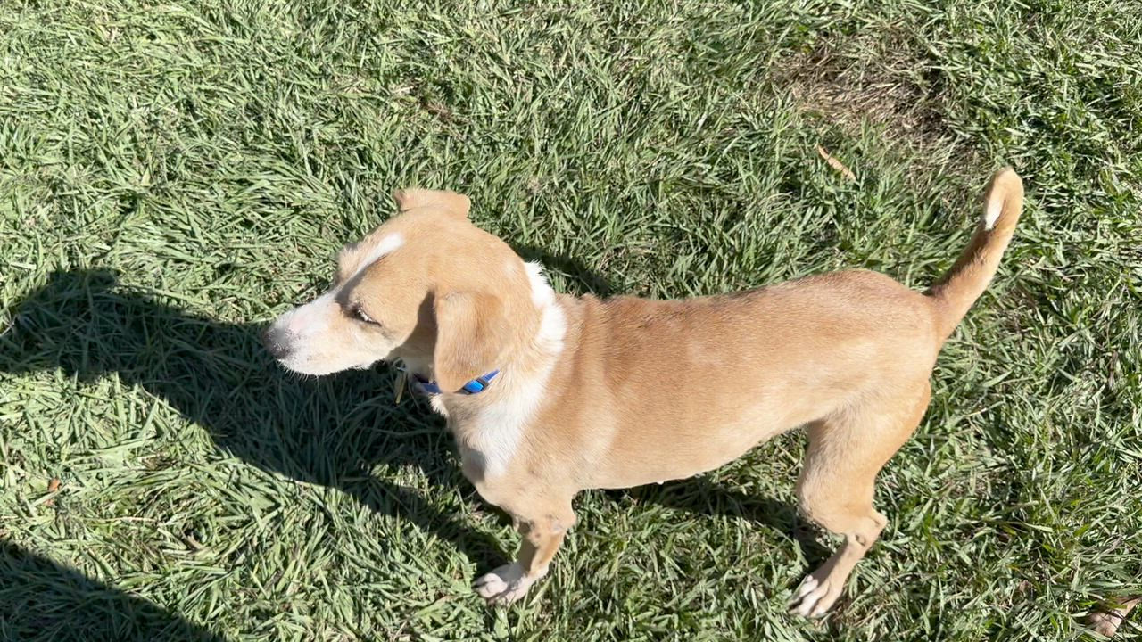 Enlarge Zylah, an adopted mixed breed in New Orleans, LA video 6/6
