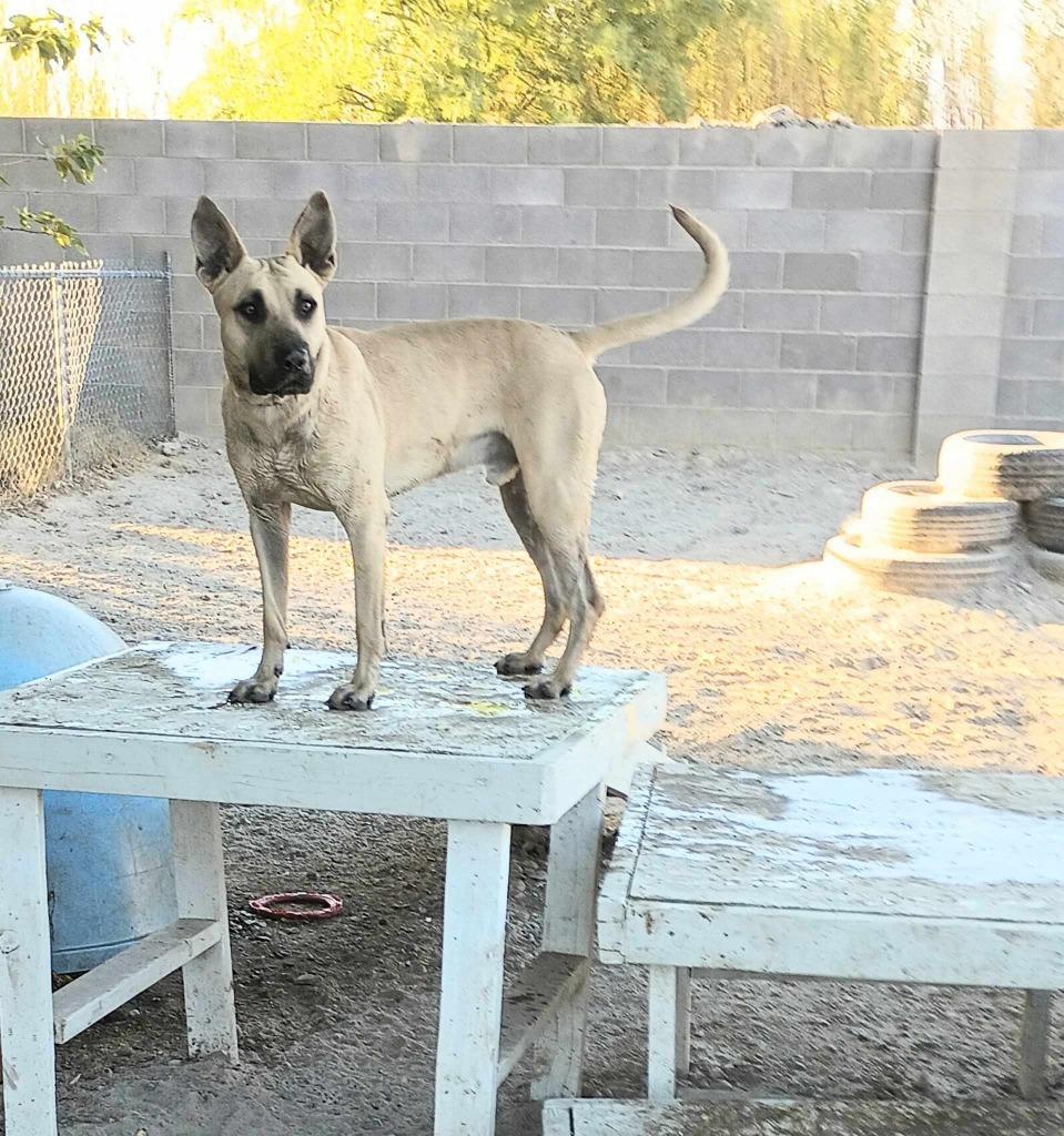 Dunji, Adoptable, Adult Male Black Mouth Cur.