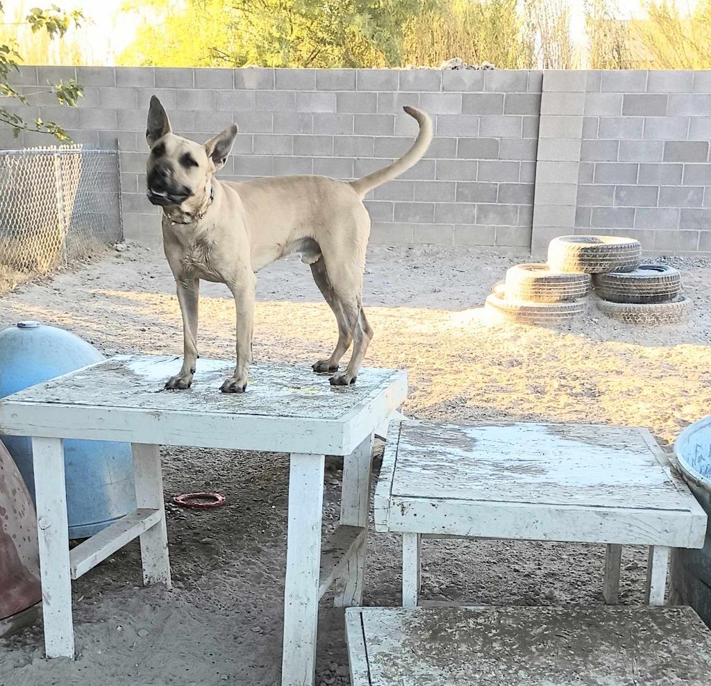 Dunji, Adoptable, Adult Male Black Mouth Cur.