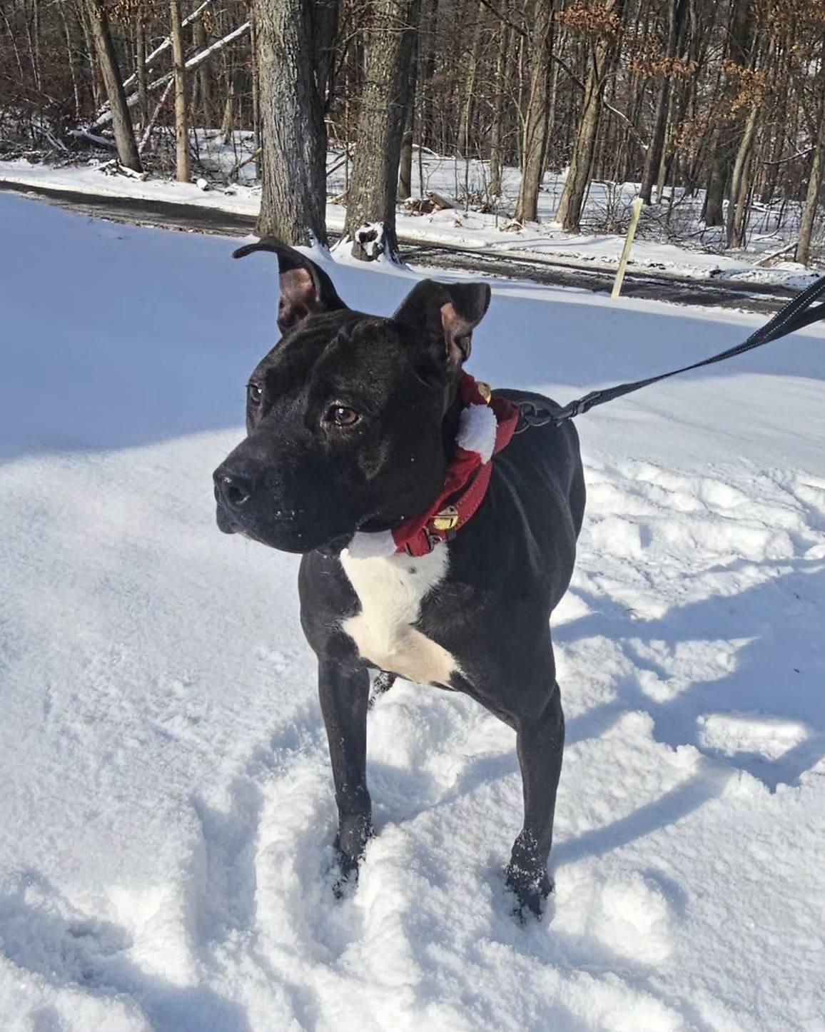 Enlarge Polly, a ADOPTABLE mixed breed in New Castle, PA image 2/5