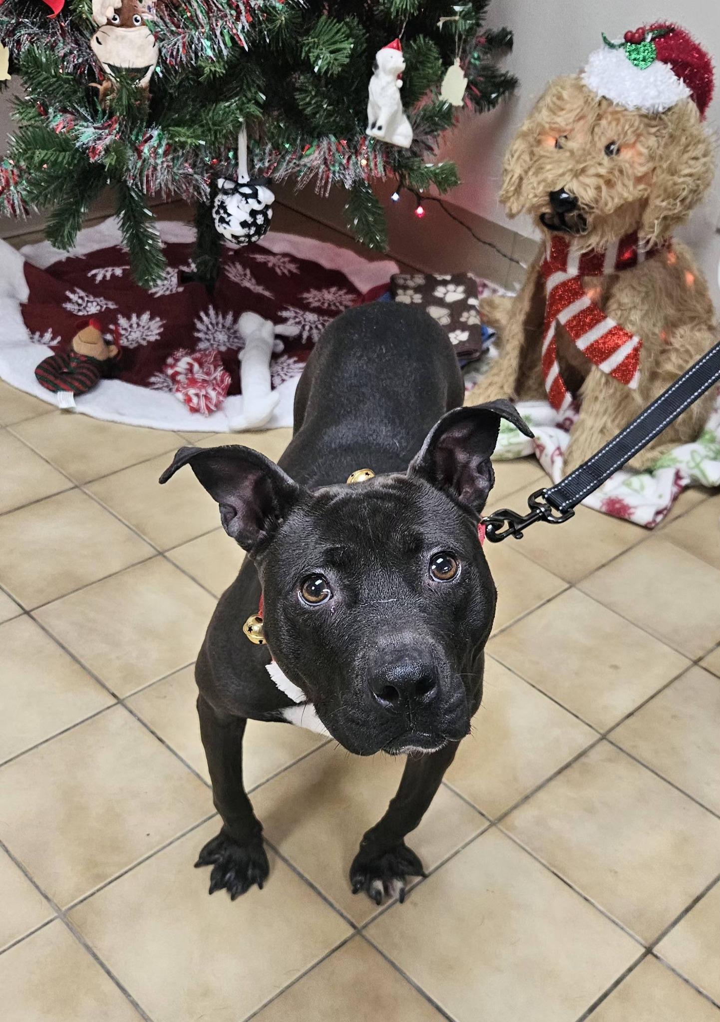 Enlarge Polly, a ADOPTABLE mixed breed in New Castle, PA image 3/5