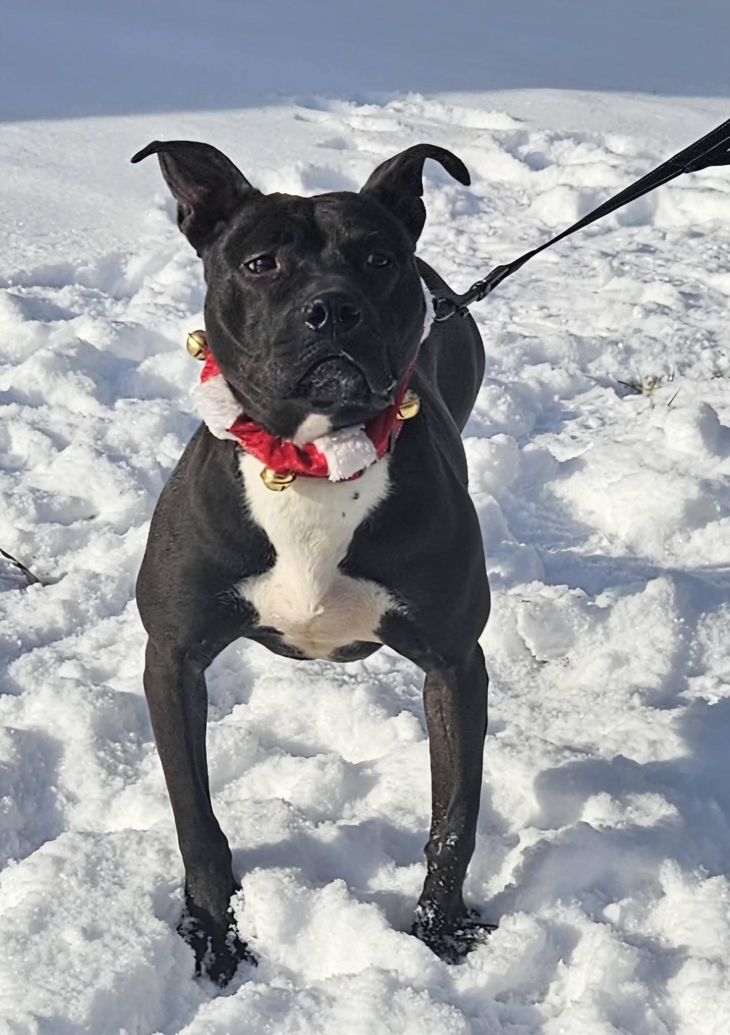 Enlarge Polly, a ADOPTABLE mixed breed in New Castle, PA image 4/5