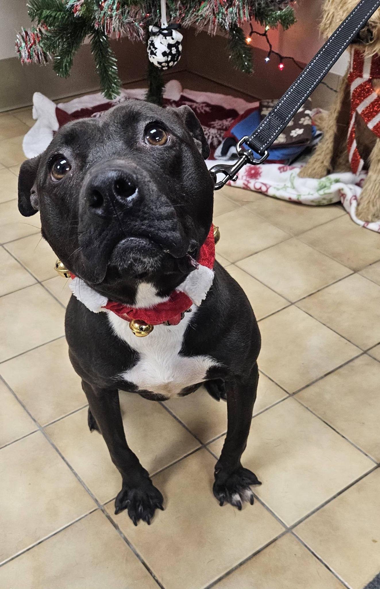 Enlarge Polly, a ADOPTABLE mixed breed in New Castle, PA image 5/5