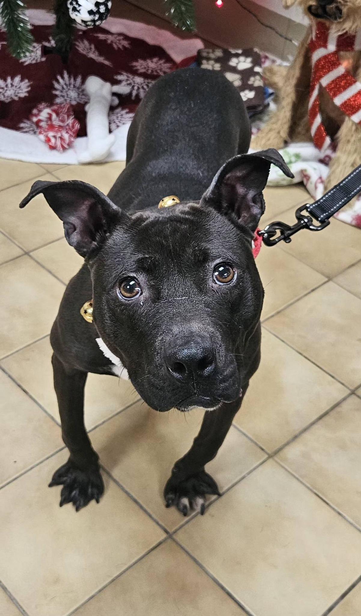 Enlarge Polly, a ADOPTABLE mixed breed in New Castle, PA image 1/5