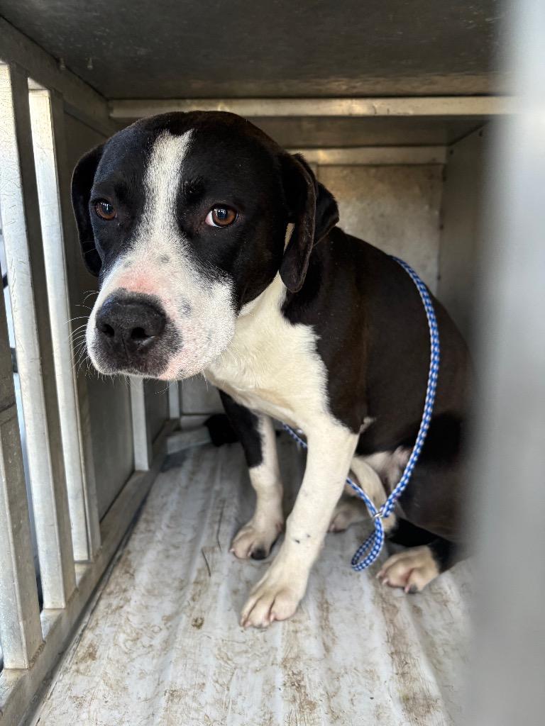 Enlarge Dennis, a Adoptable mixed breed in Effingham, SC image 3/3