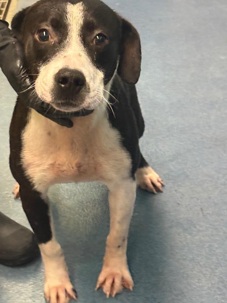 Enlarge Dennis, a Adoptable mixed breed in Effingham, SC image 1/3