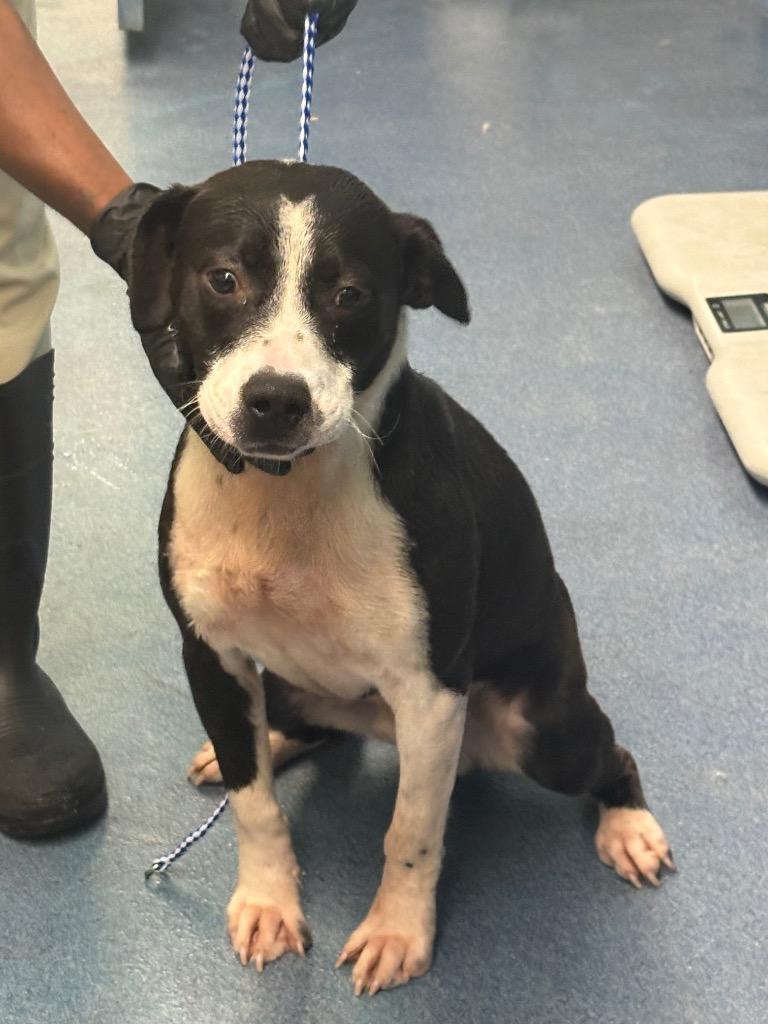 Enlarge Dennis, a Adoptable mixed breed in Effingham, SC image 2/3