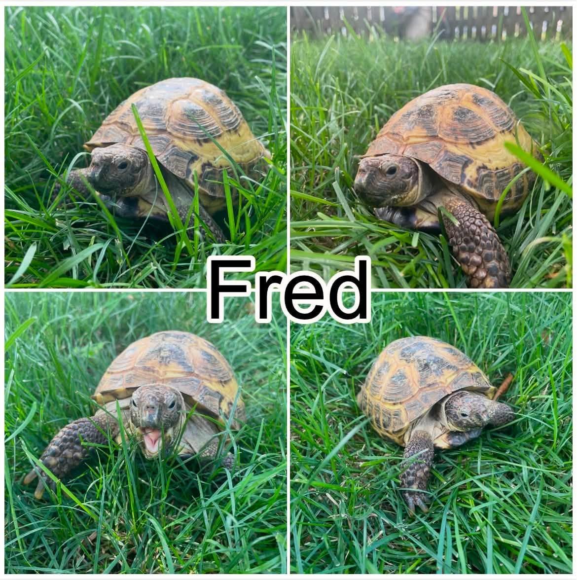 Enlarge Fred, a ADOPTABLE Russian in Palmerton, PA image 1/3