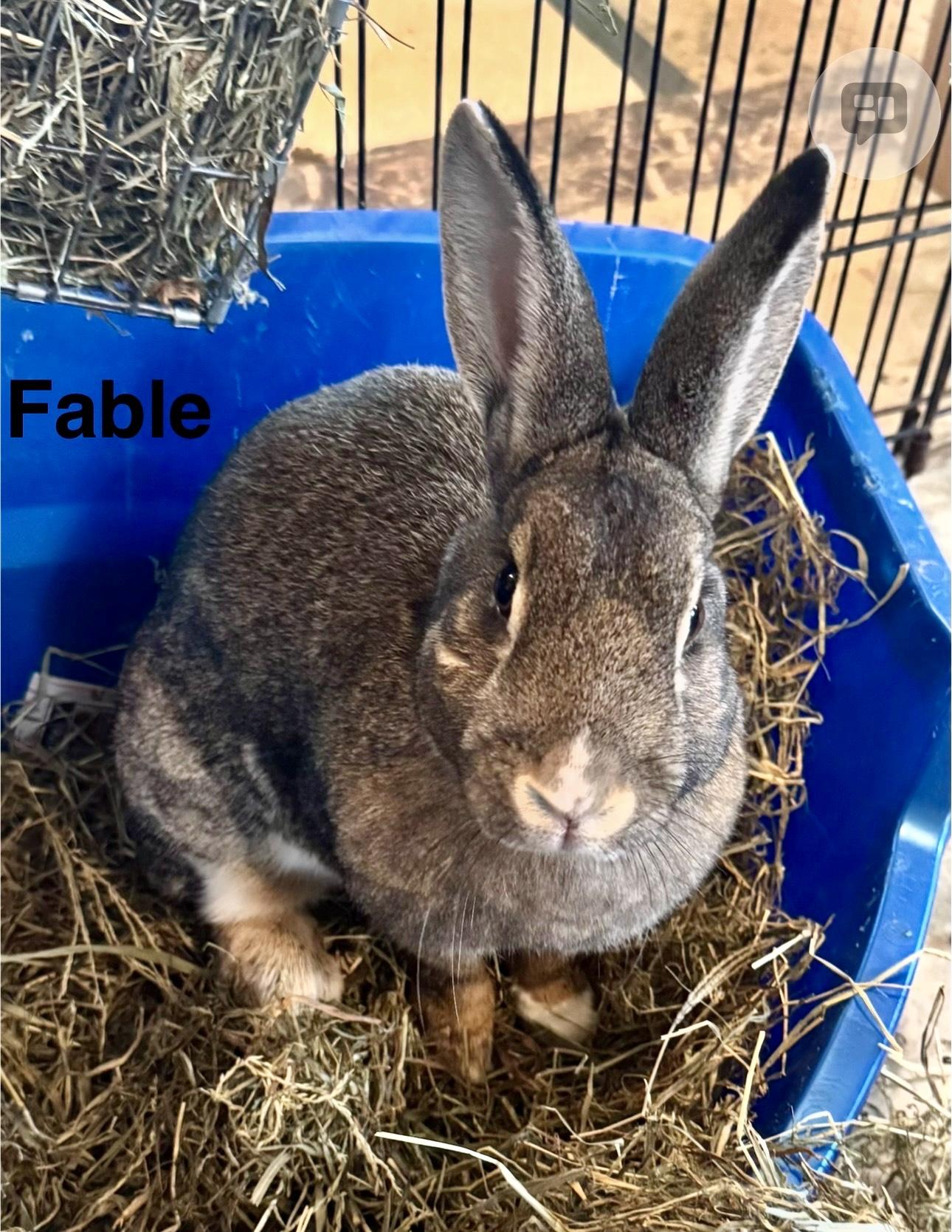 Fable, a ADOPTABLE Bunny Rabbit in Salisbury Mills, NY image 2/2
