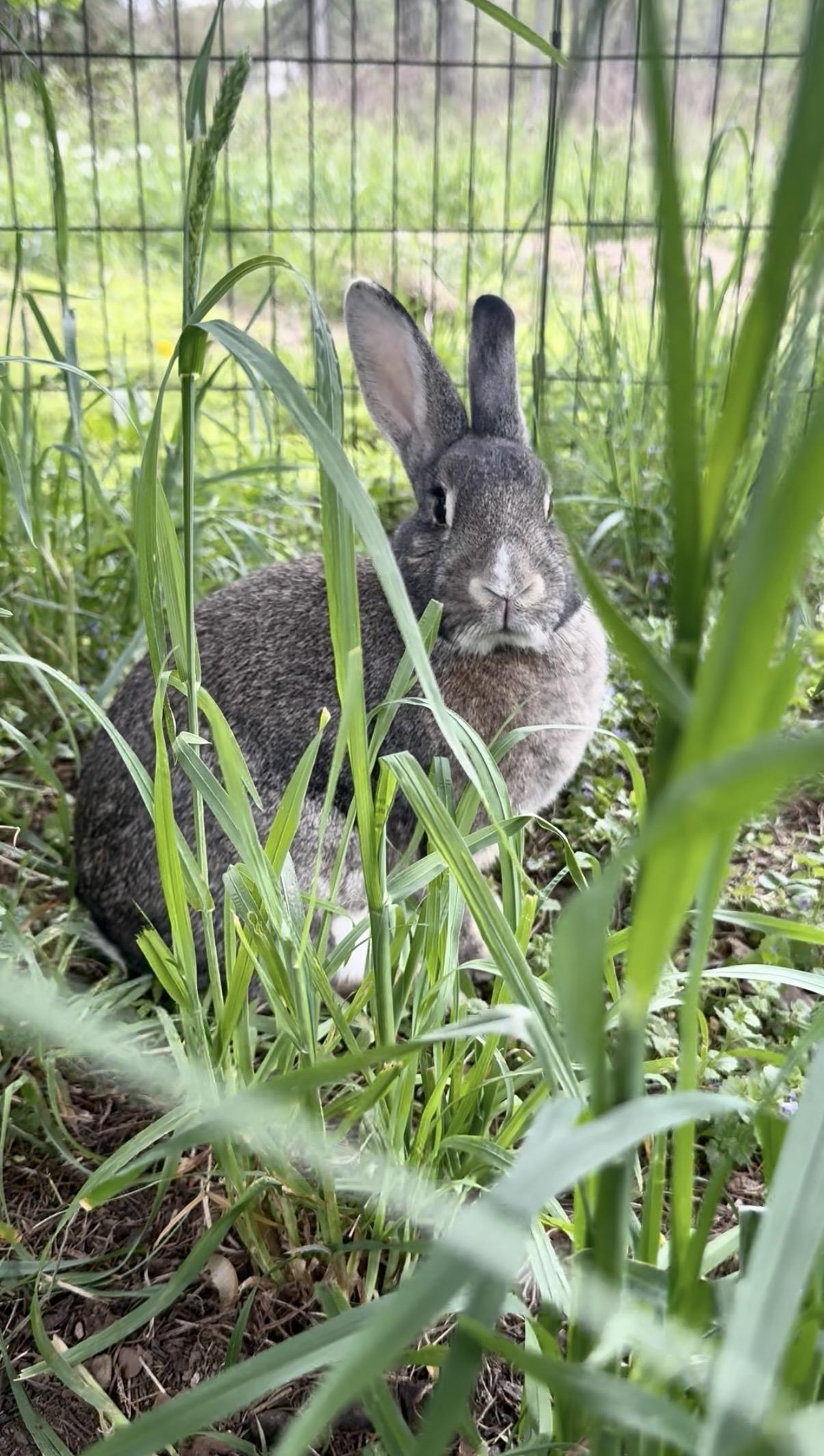 Fable, ADOPTABLE, Adult Female Bunny Rabbit.