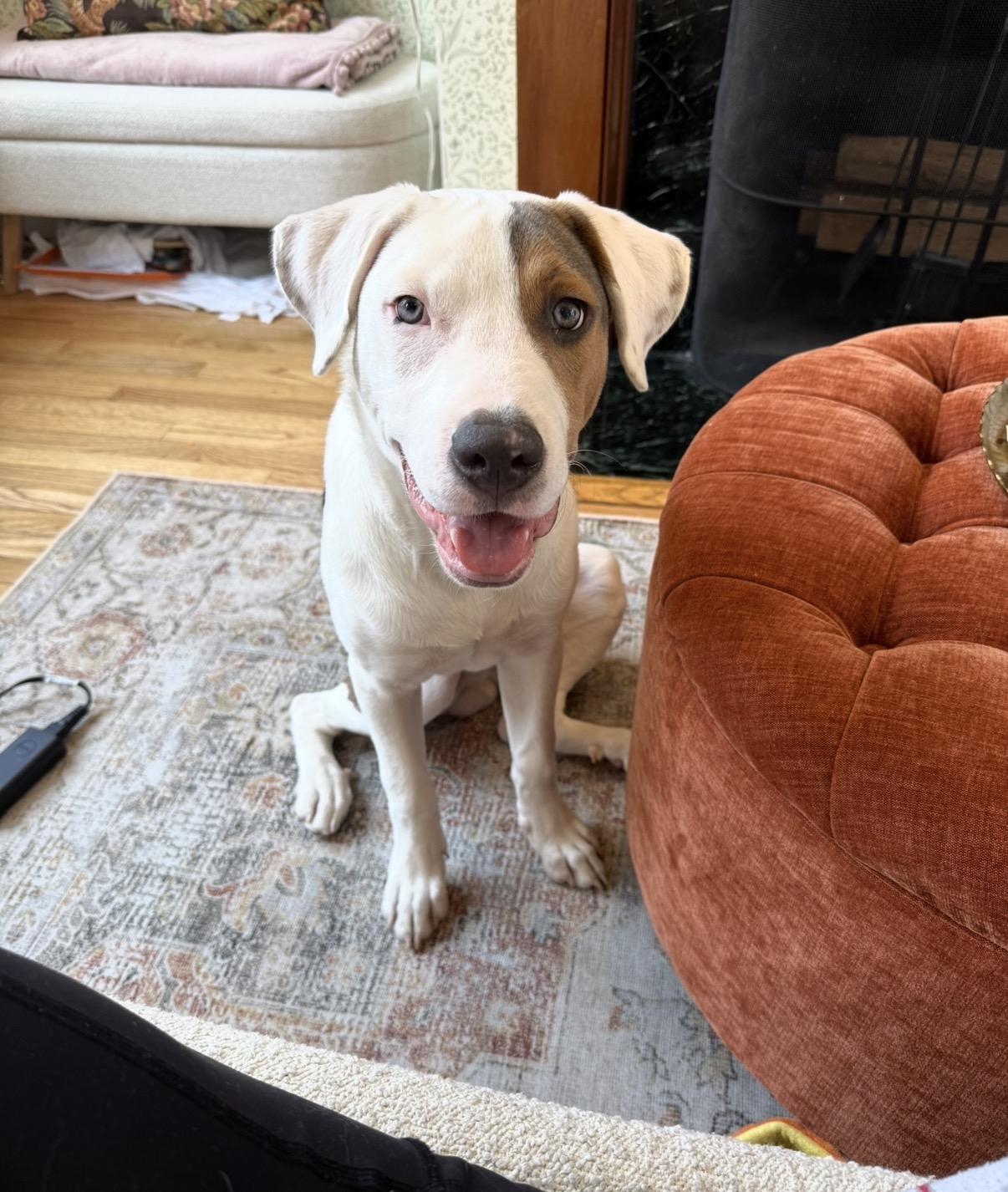 Enlarge Chowder, a Adoptable mixed breed in London, ON image 1/6