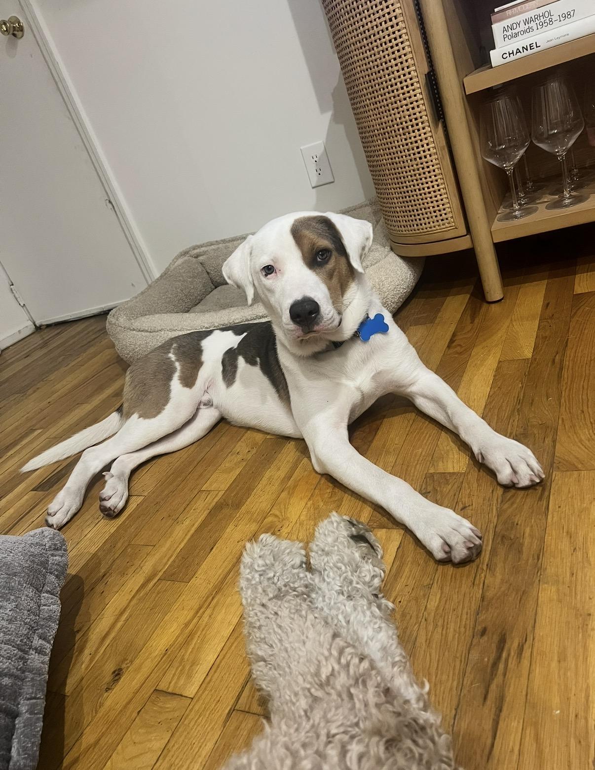 Enlarge Chowder, a Adoptable mixed breed in London, ON image 4/6