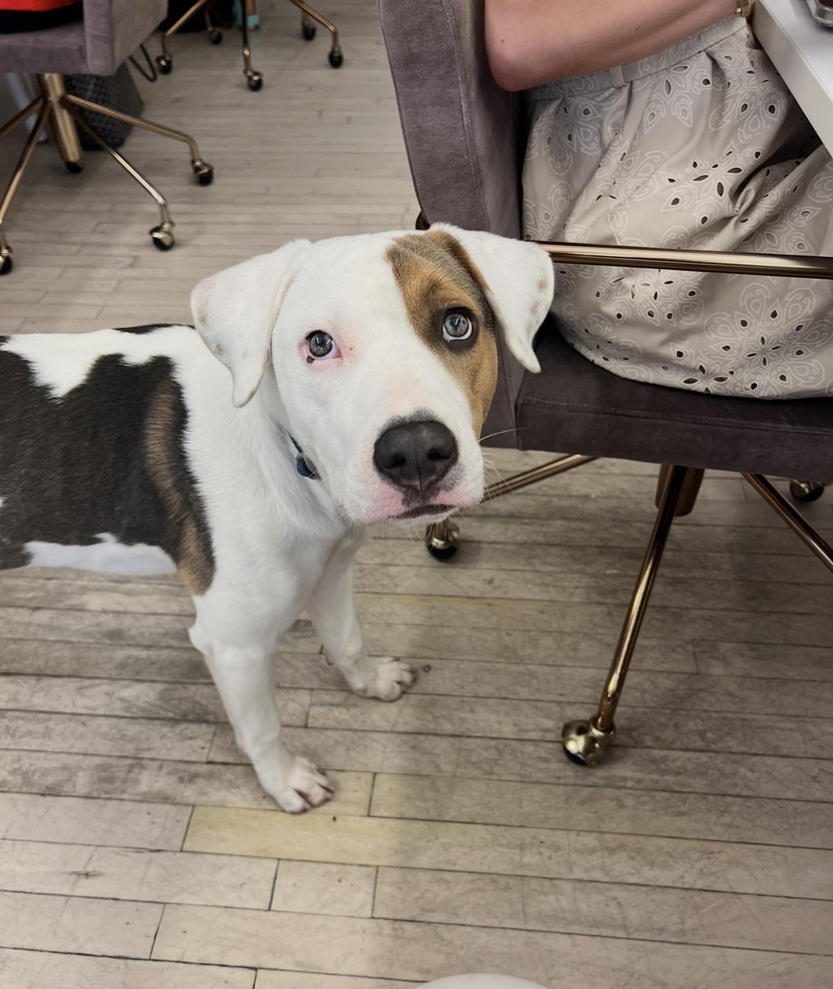 Enlarge Chowder, a Adoptable mixed breed in London, ON image 3/6