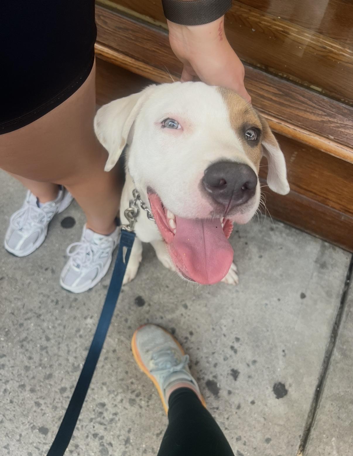 Enlarge Chowder, a Adoptable mixed breed in London, ON image 5/6