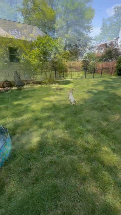Enlarge Chowder, a Adoptable mixed breed in London, ON video 2/6