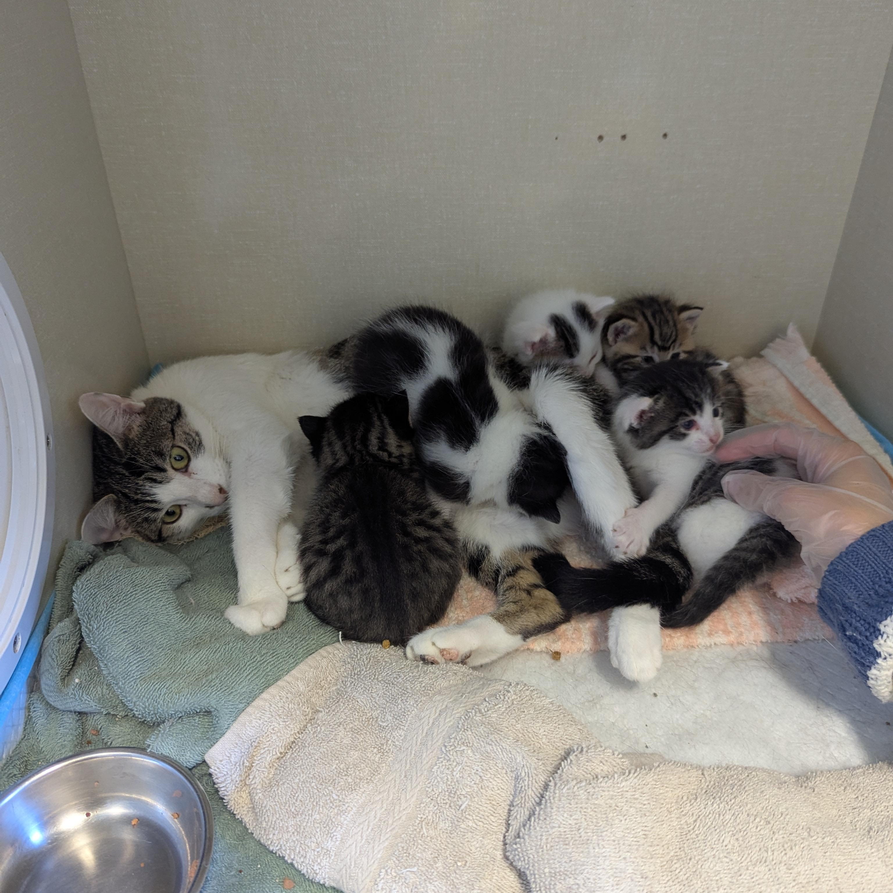 Envy, an adoptable Domestic Short Hair in Morden, MB, R6M 1Y4 | Photo Image 2