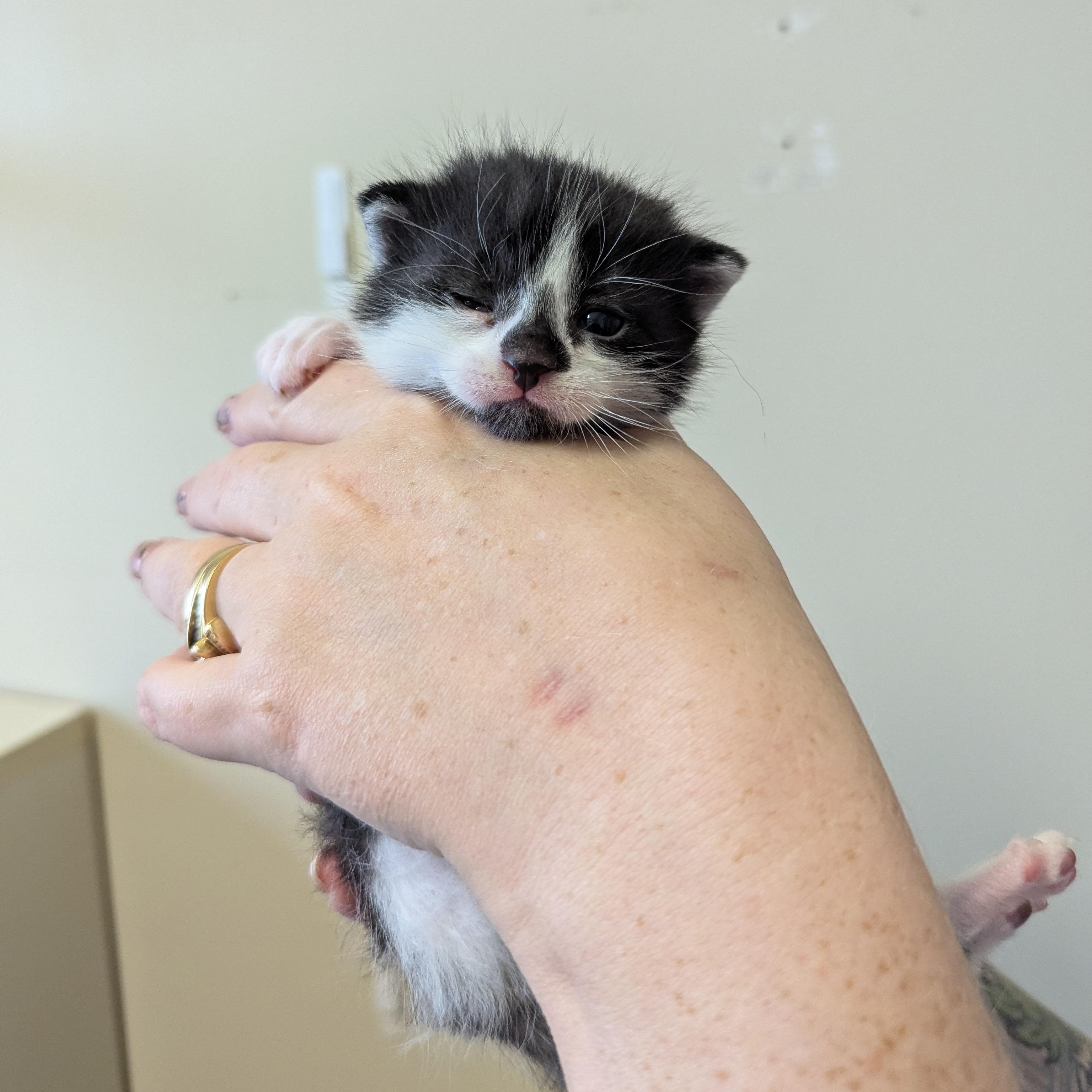 Envy, an adoptable Domestic Short Hair in Morden, MB, R6M 1Y4 | Photo Image 3