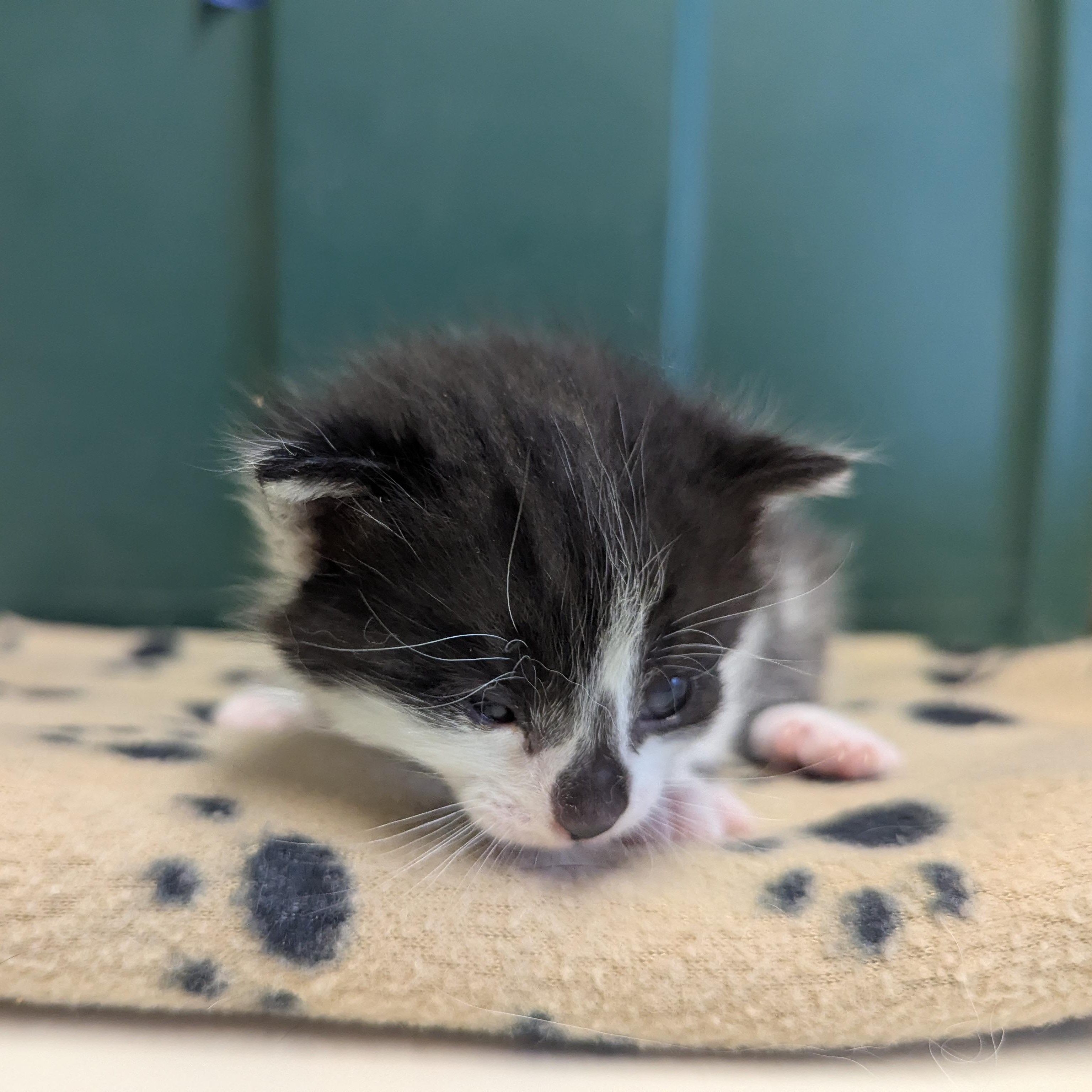 Envy, an adoptable Domestic Short Hair in Morden, MB, R6M 1Y4 | Photo Image 1