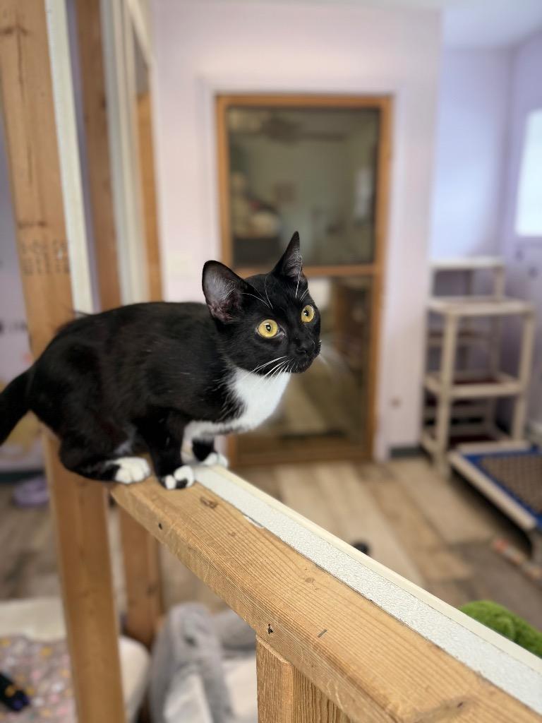 Sammy, Adopted, Young Female Domestic Short Hair.