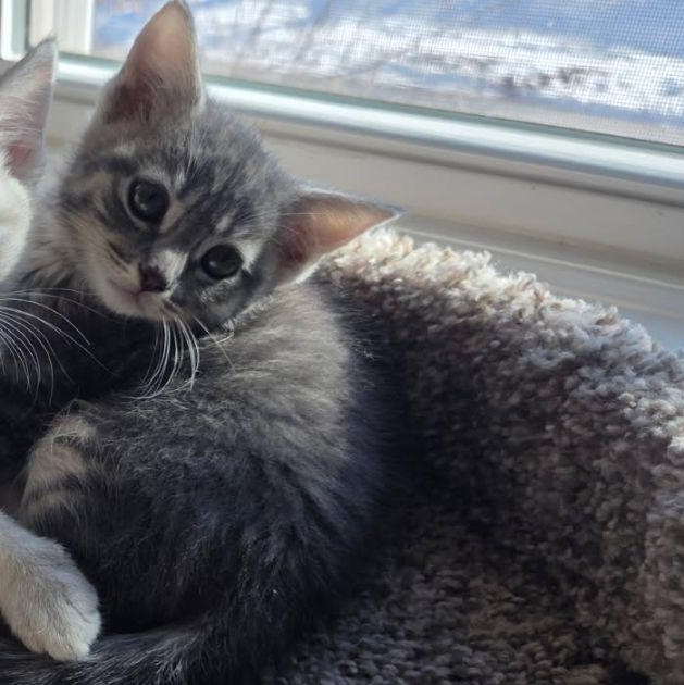 Enlarge Halia, an adopted Domestic Short Hair in Saint Charles, MO image 2/2