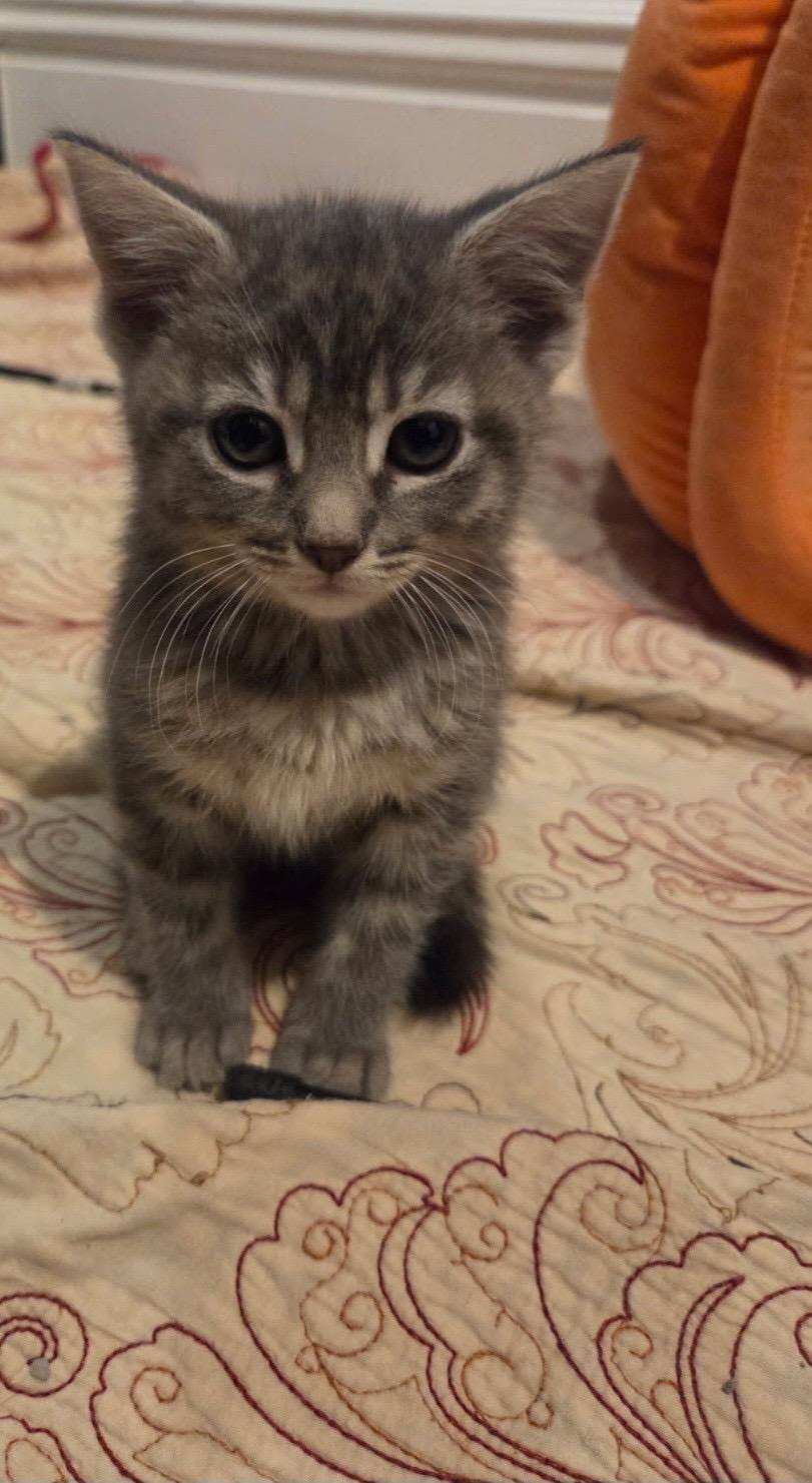 Halia, adopted, Kitten Female Domestic Short Hair.