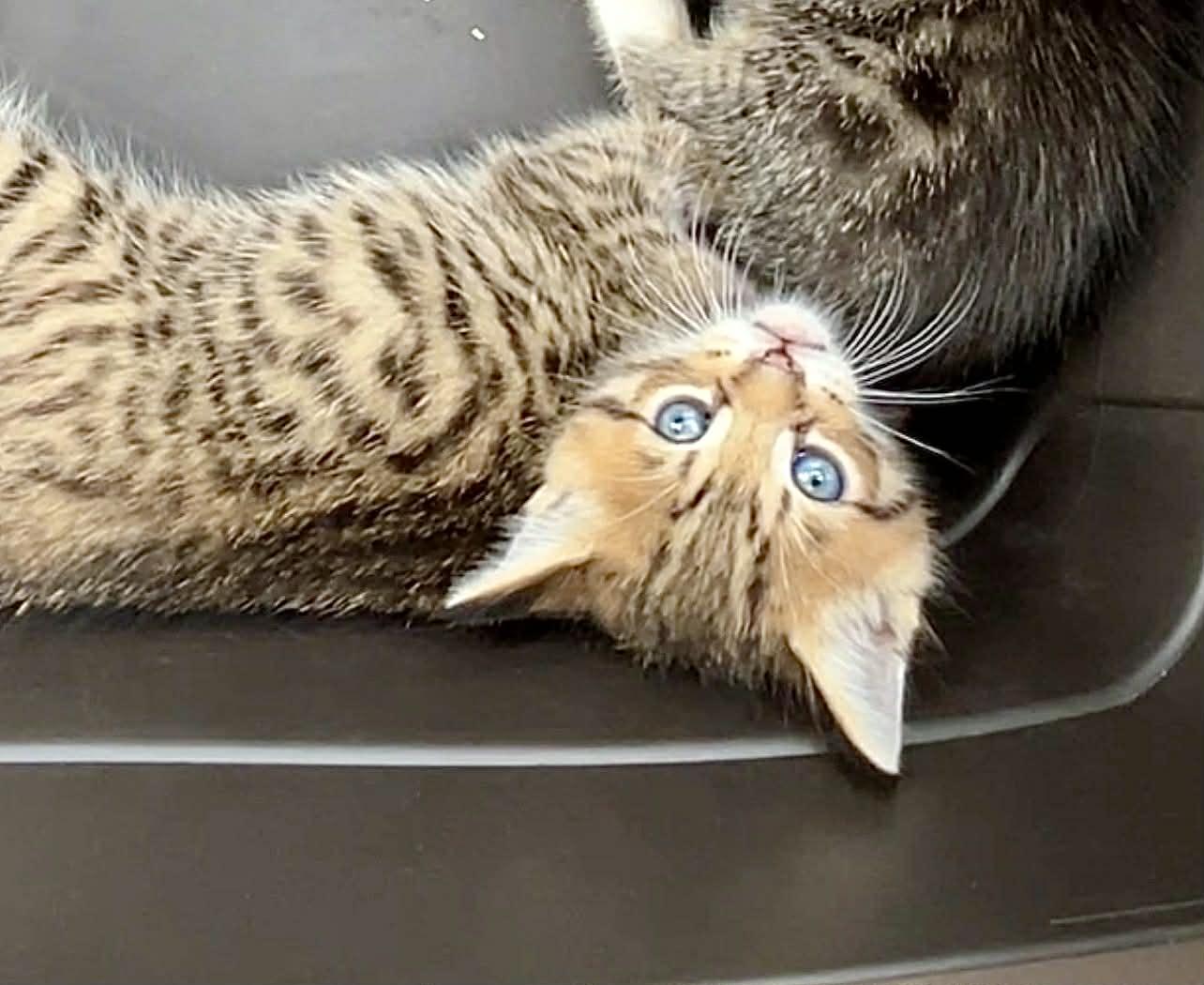 Enlarge Benny, a Adoptable Tabby in Saginaw, MI image 2/3