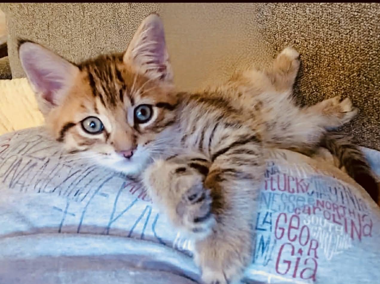 Enlarge Benny, a Adoptable Tabby in Saginaw, MI image 1/3