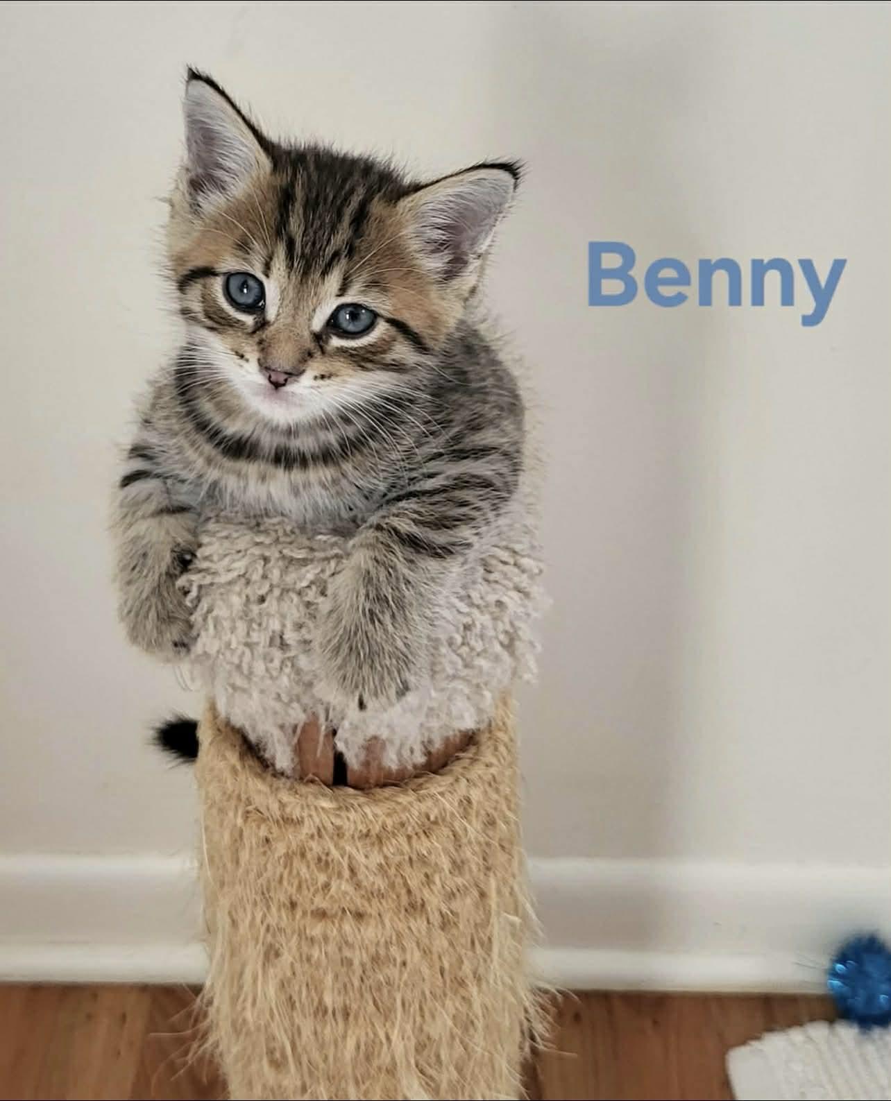 Enlarge Benny, a Adoptable Tabby in Saginaw, MI image 3/3