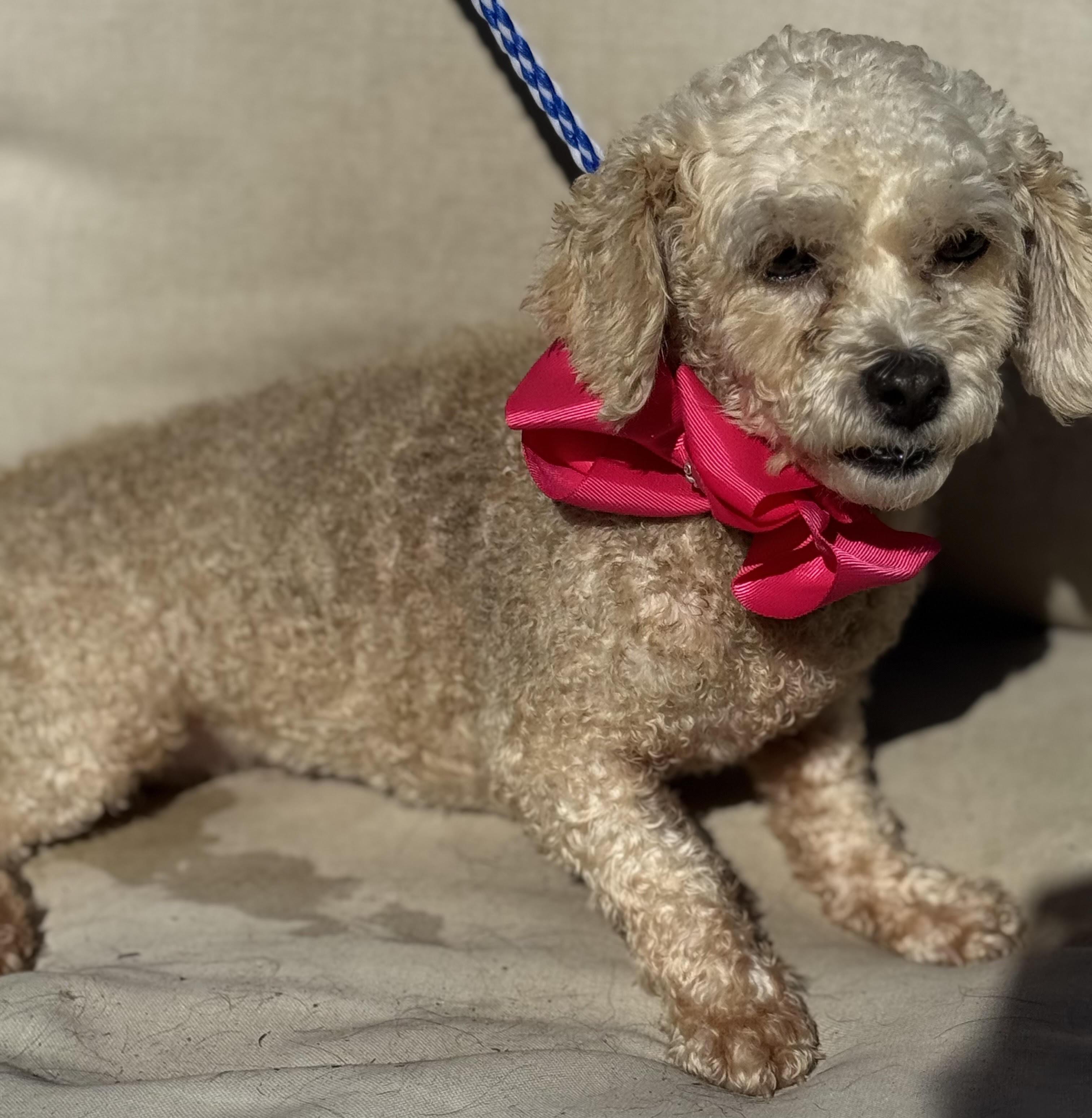 Enlarge lainey, a Adopted mixed breed in Jacksonville, FL image 1/1