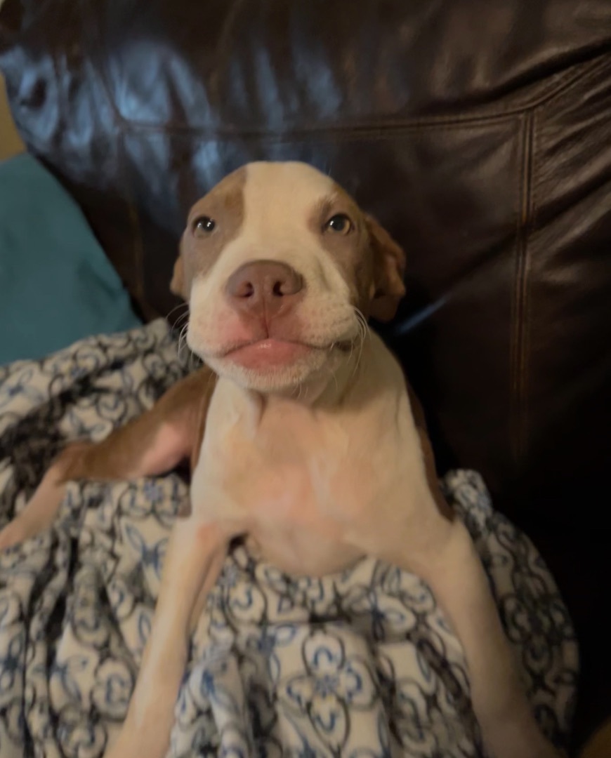 Enlarge BRYNNLEE, a Adopted Pit Bull Terrier in Pittsburgh, PA image 1/3