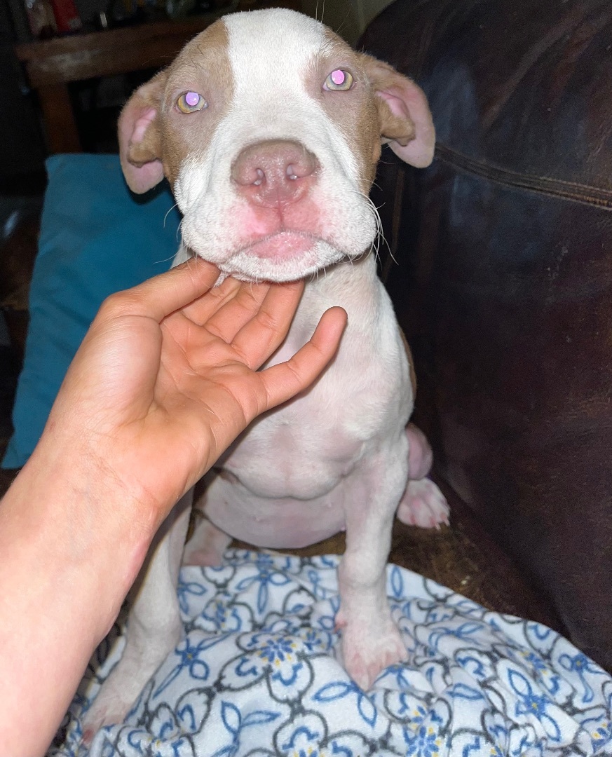 Enlarge BRYNNLEE, a Adopted Pit Bull Terrier in Pittsburgh, PA image 2/3