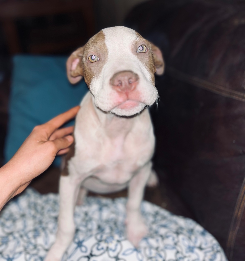 Enlarge BRYNNLEE, a Adopted Pit Bull Terrier in Pittsburgh, PA image 3/3