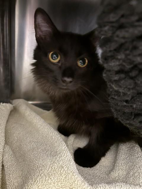 Enlarge CHRIS P, a Adoptable Domestic Medium Hair in Minneapolis, MN image 1/1