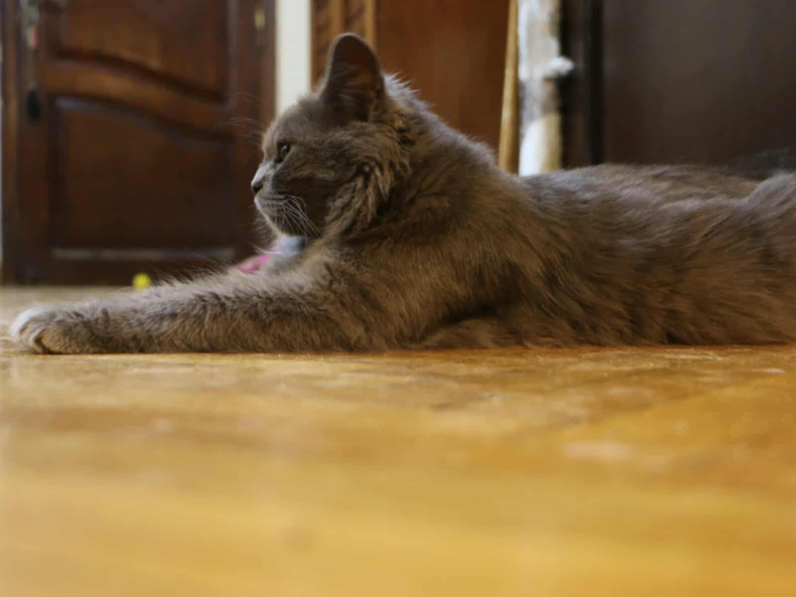 Gray - MM, Young Male unknown