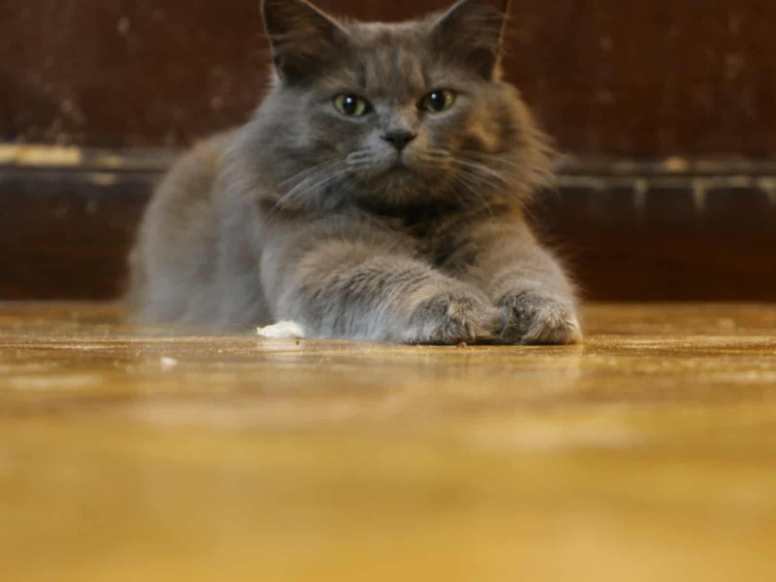 Gray - MM photo 2
