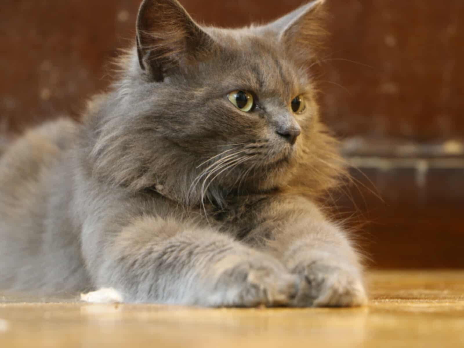 Gray - MM photo 5