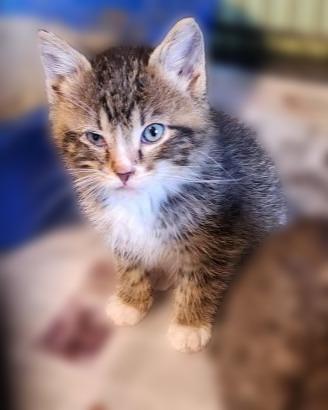 Meelo, Adopted, Young Male Domestic Medium Hair.