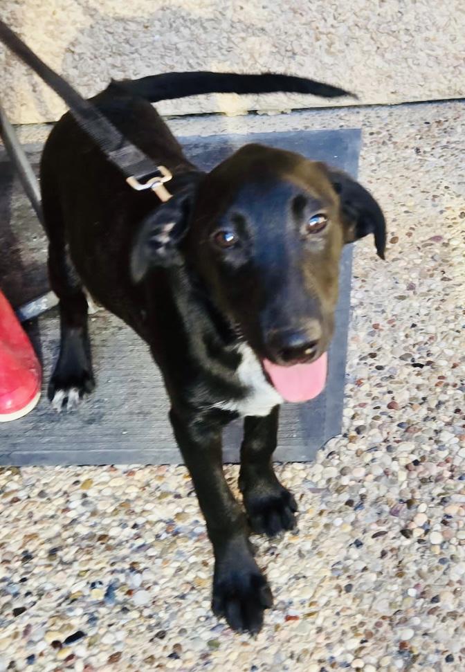 Jedi, a Adoptable mixed breed in Bellaire, TX image 5/6