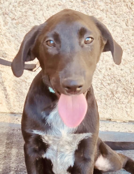 Jedi, a Adoptable mixed breed in Bellaire, TX image 6/6