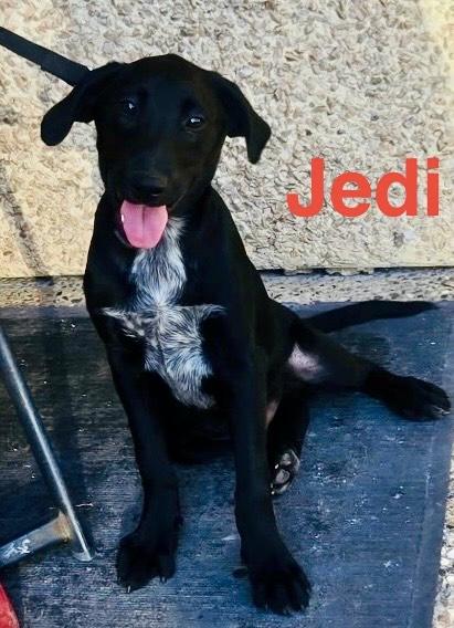 Jedi, a Adoptable mixed breed in Bellaire, TX image 4/6