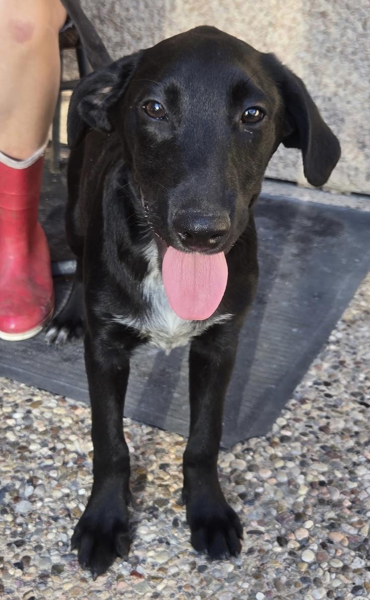 Jedi, a Adoptable mixed breed in Bellaire, TX image 3/6