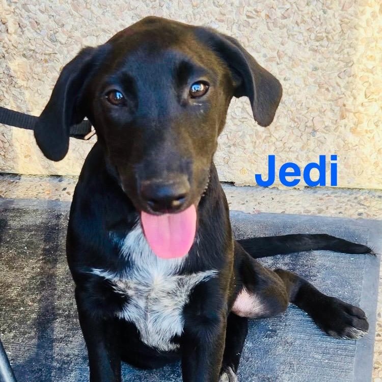 Jedi, a Adoptable mixed breed in Bellaire, TX image 1/6